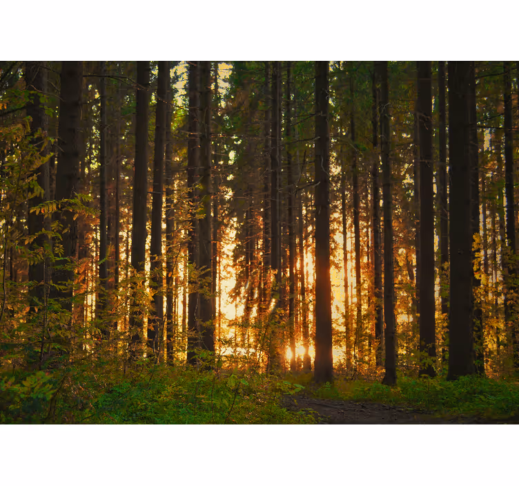 Forest wall mural sunset tree silhouettes - TenStickers