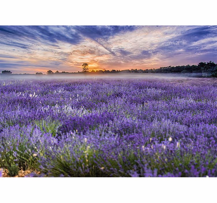 Flowers wall mural lavender field at dusk - TenStickers
