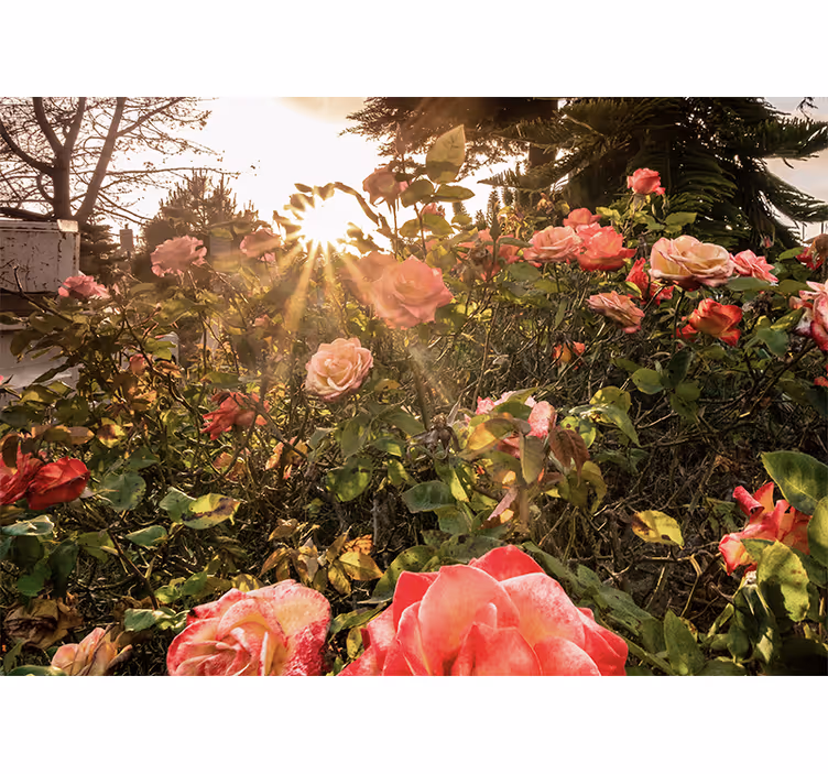 Flowers wall mural sunlit rose garden - TenStickers