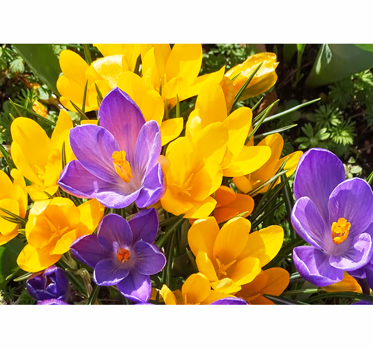 Flowers wall mural colorful crocus blooms - TenStickers