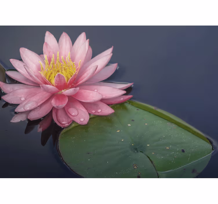 Serene pink loto other flowers wall mural - TenStickers