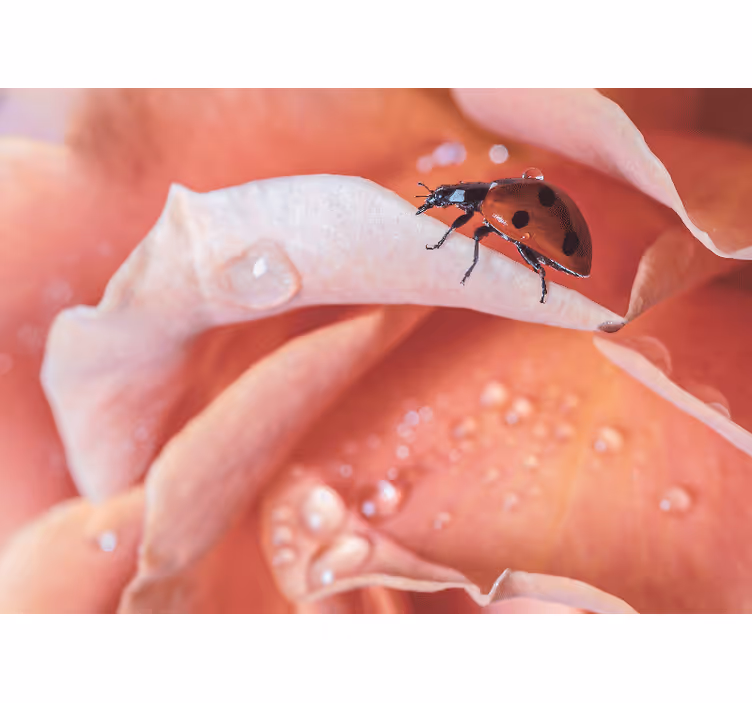 Flowers wall mural ladybug on petal - TenStickers