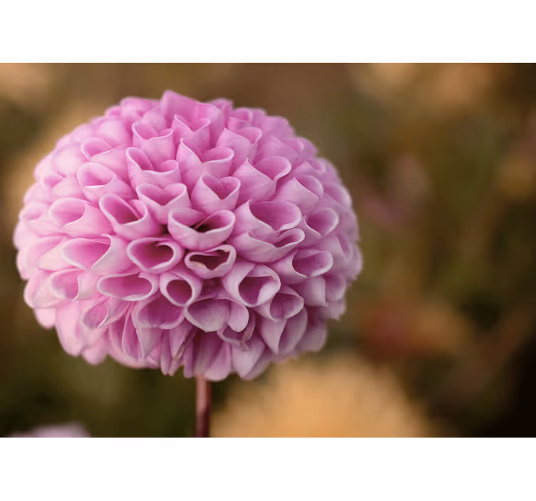 Flowers wall mural pink floral sphere - TenStickers