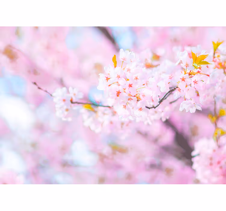 Flowers wall mural cherry blossom beauty - TenStickers