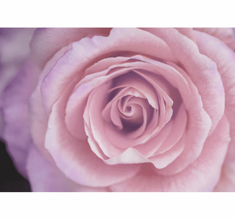 Flowers wall mural pink rose blossom - TenStickers