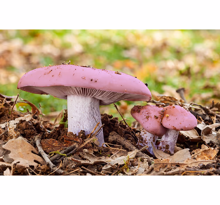 Other flowers wall mural pink mushroom cluster - TenStickers