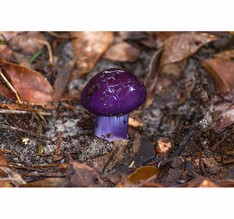 Other flowers wall mural purple mushroom sprout - TenStickers