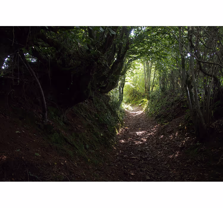 Forest wall mural forest path trail - TenStickers