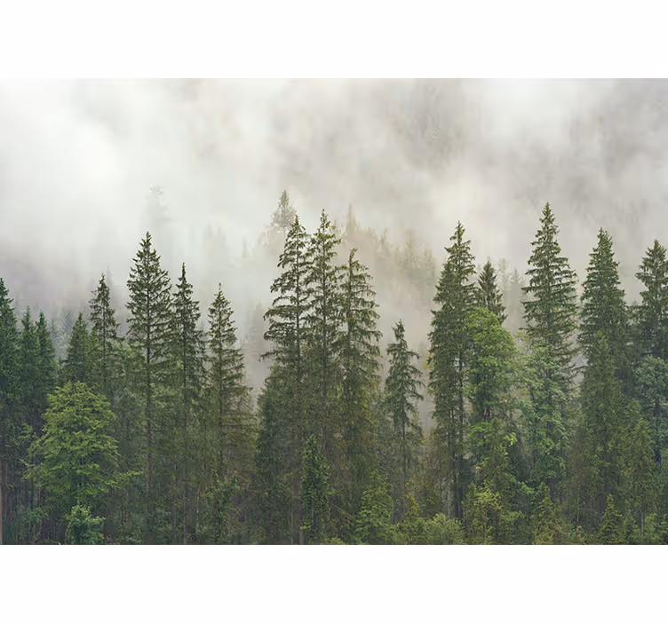 Forest wall mural hazy woodland scene - TenStickers