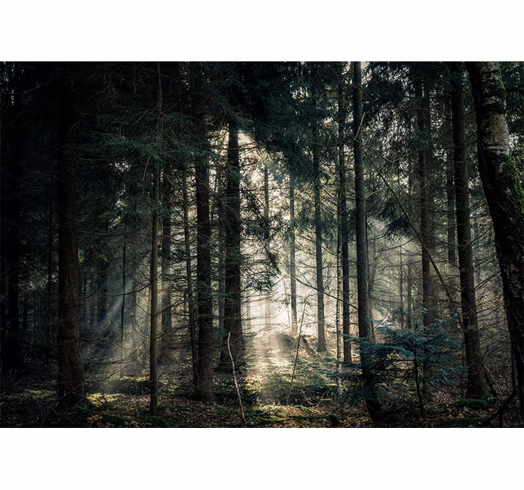 "Nature" forest dark tones nature wall mural - TenStickers