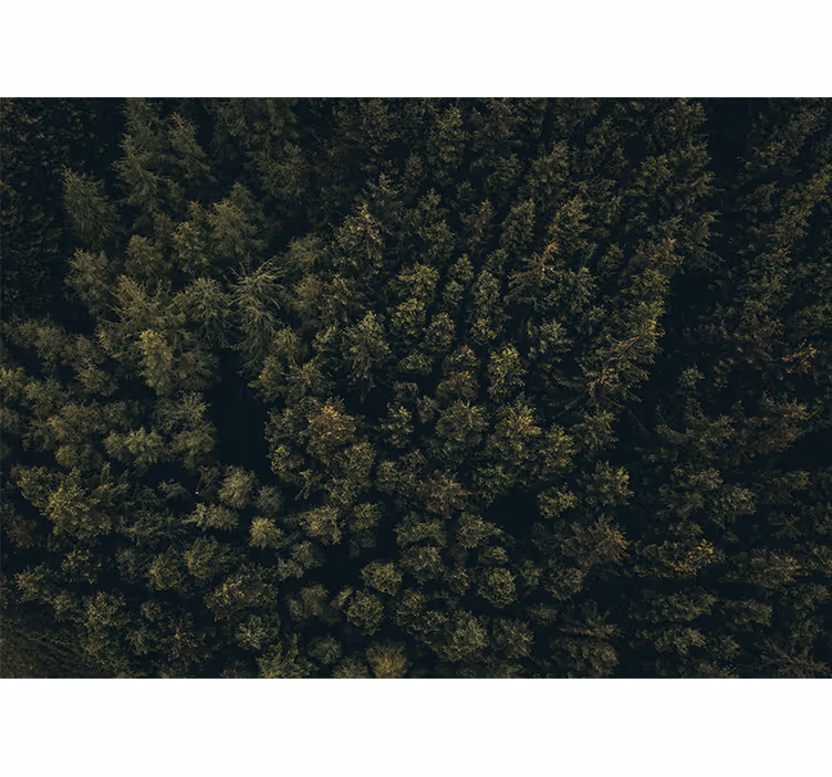 Nature wall mural lush greenery canopy - TenStickers