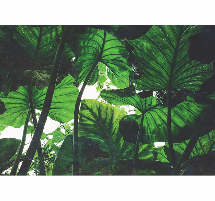 Nature wall mural lush leaf canopy - TenStickers
