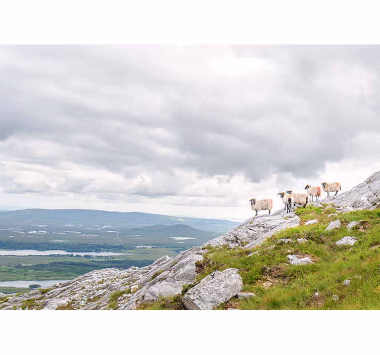 Other wall mural animals lambs on slopes - TenStickers