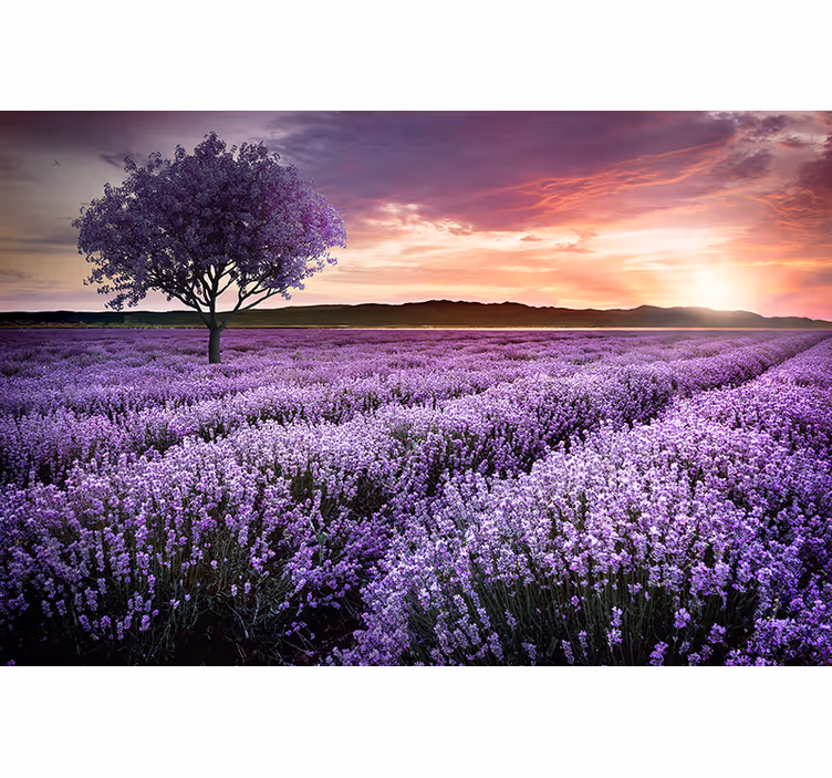 Lavender meadow twilight flowers wall mural - TenStickers