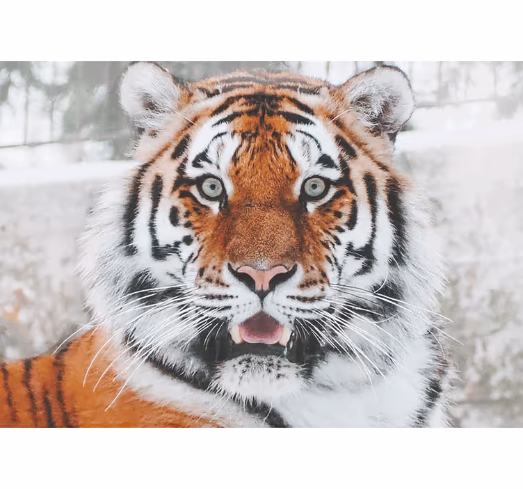 Wall mural animals regal tiger design - TenStickers