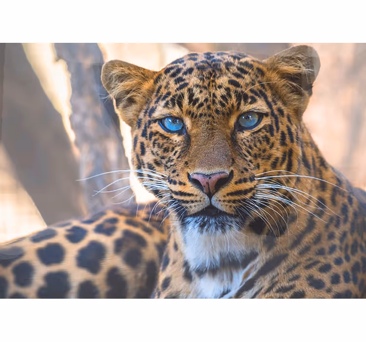 Wall mural animals leopard portrait close-up - TenStickers