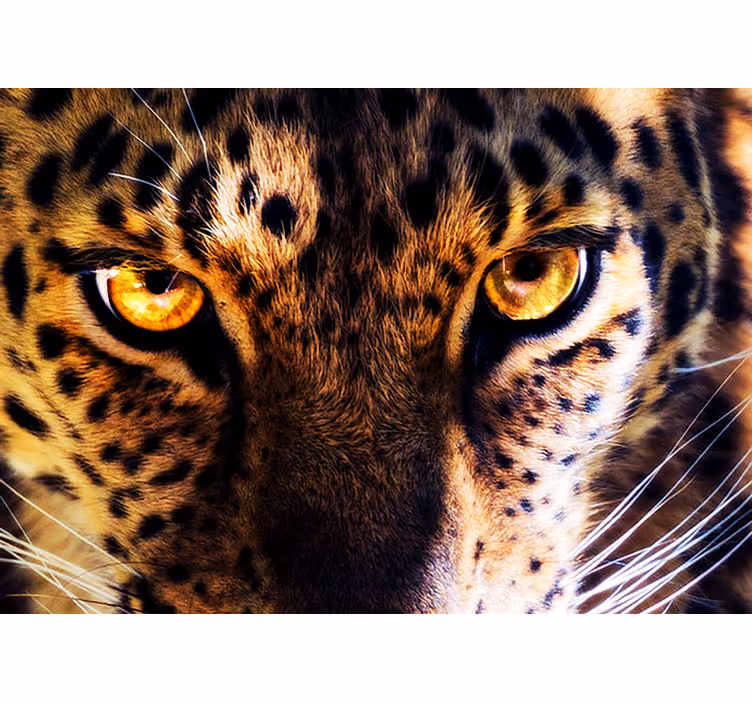 Wall mural lion majestic leopard gaze - TenStickers