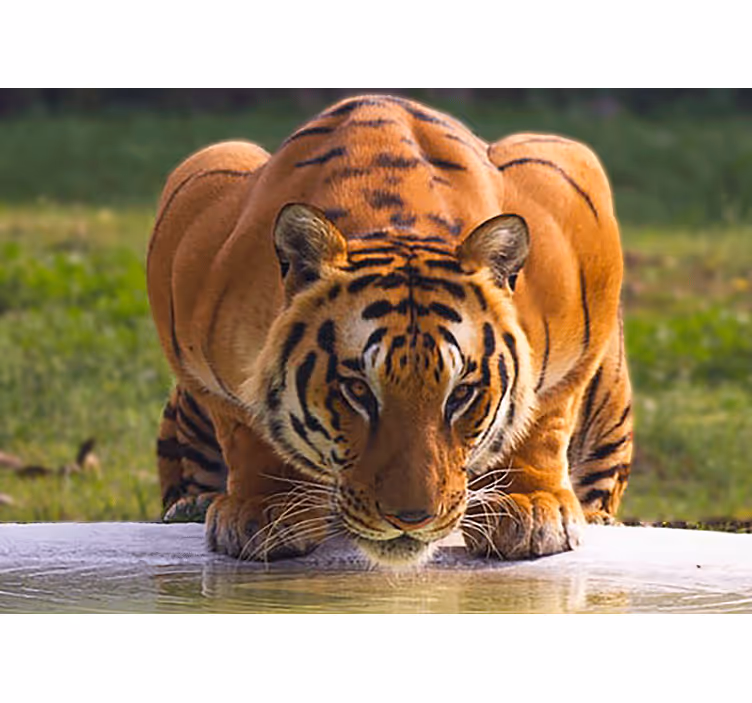 Wall mural animals regal tiger stance - TenStickers