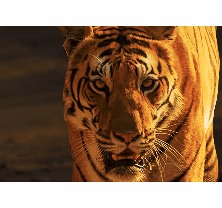Wall mural lion majestic tiger stare - TenStickers
