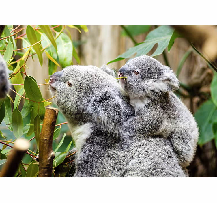Wall mural animals koalas on tree - TenStickers