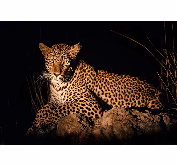 Leopard in Spotlight other wall mural animals - TenStickers