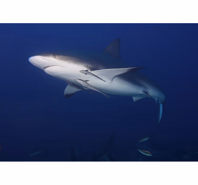 Wall mural animals majestic shark swim - TenStickers