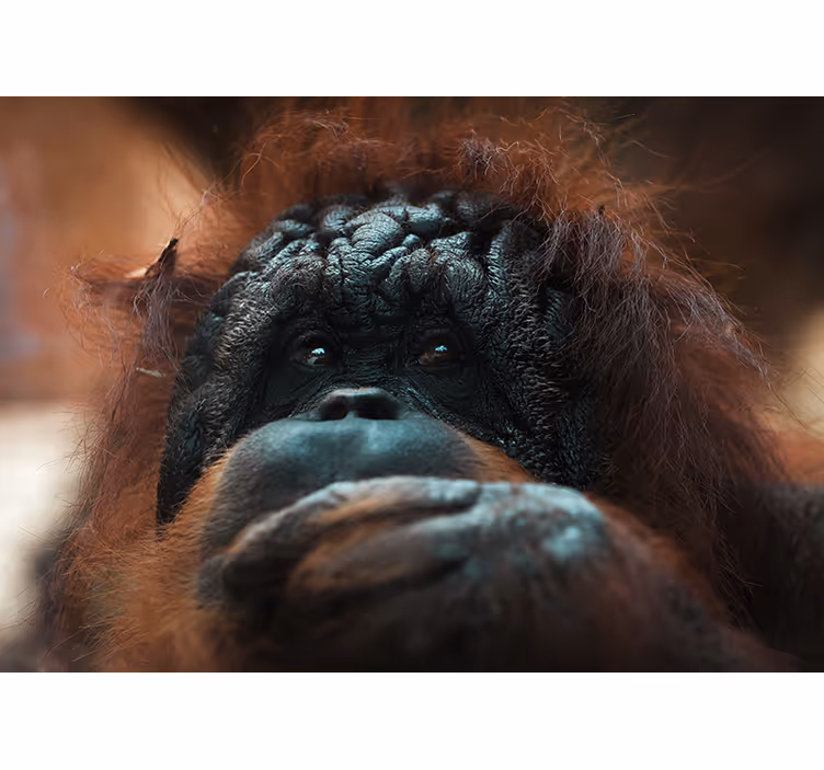 Wall mural animals orangutan's thoughtful gaze - TenStickers