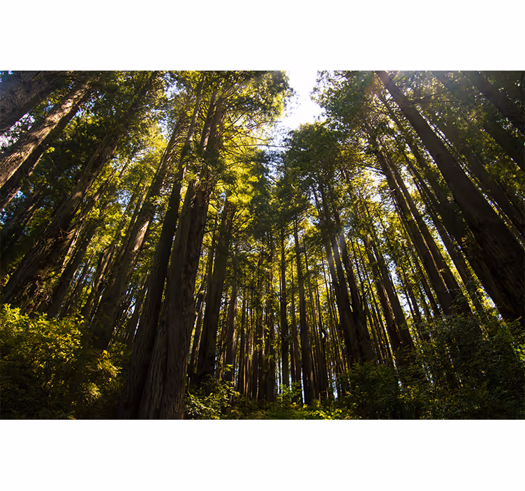 Tall Trees Forest Wall Mural Decor - TenStickers