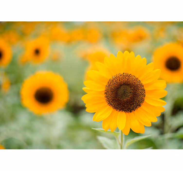 Sunflower Focal Point flowers wall mural - TenStickers