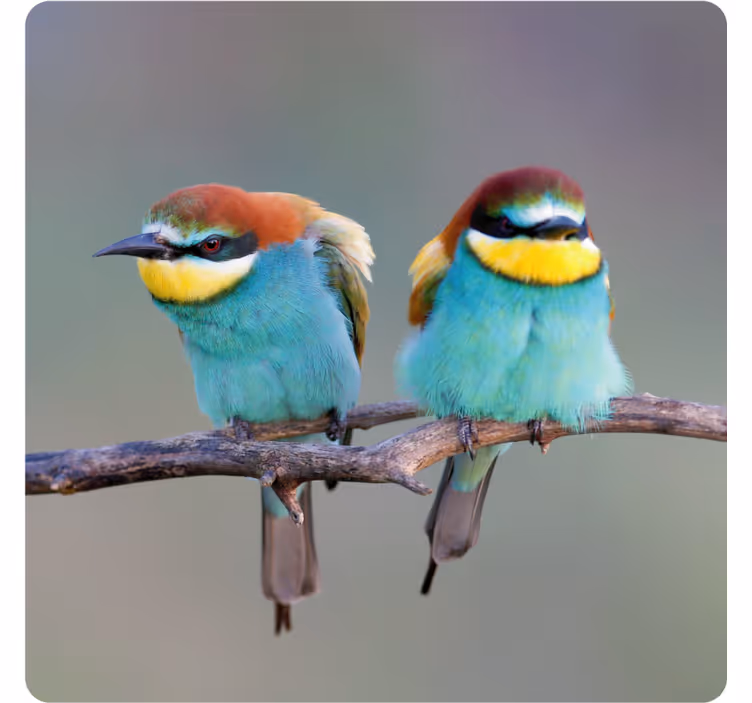 Modern coasters colorful birds perched - TenStickers