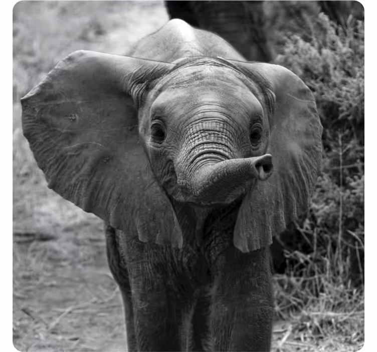 Vintage coasters adorable baby elephant - TenStickers