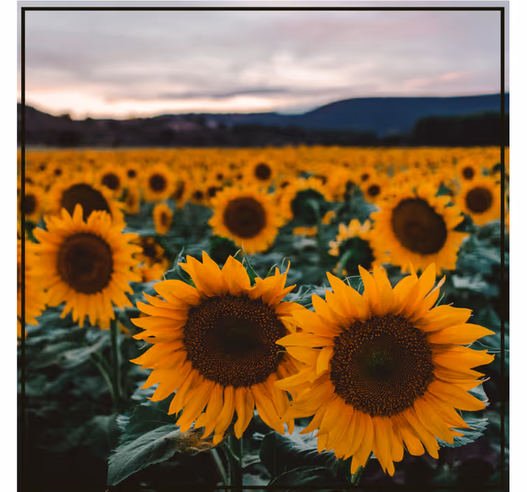 Customisable coasters sunflower field image - TenStickers