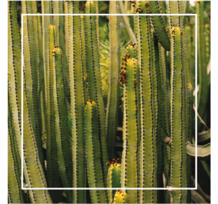Cactus texture surface texture coaster - TenStickers