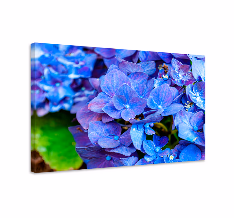 Blue canvas print hydrangea flowers art - TenStickers