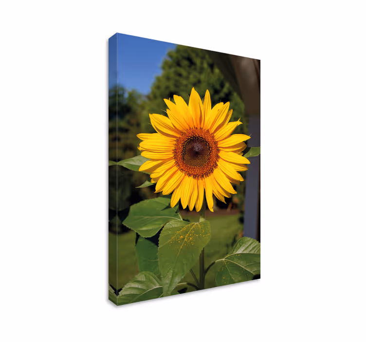 Flowers canvas sunny sunflower bloom - TenStickers