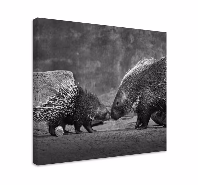 Animal canvas wall art porcupine encounter - TenStickers