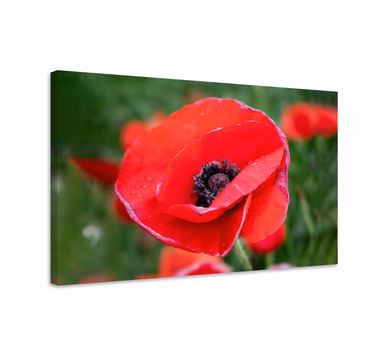 Flower canvas close-up poppy flower print - TenStickers