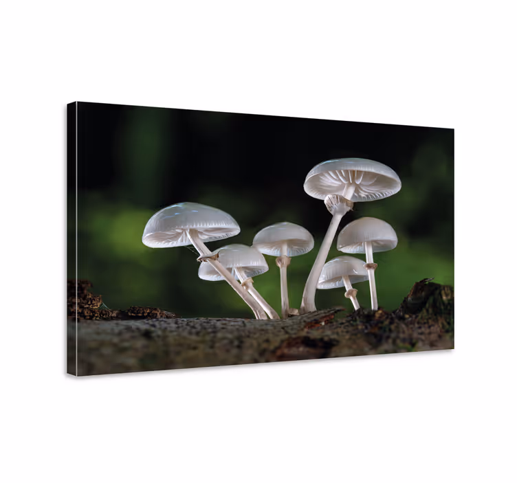 Flowers canvas mushroom forest art print - TenStickers