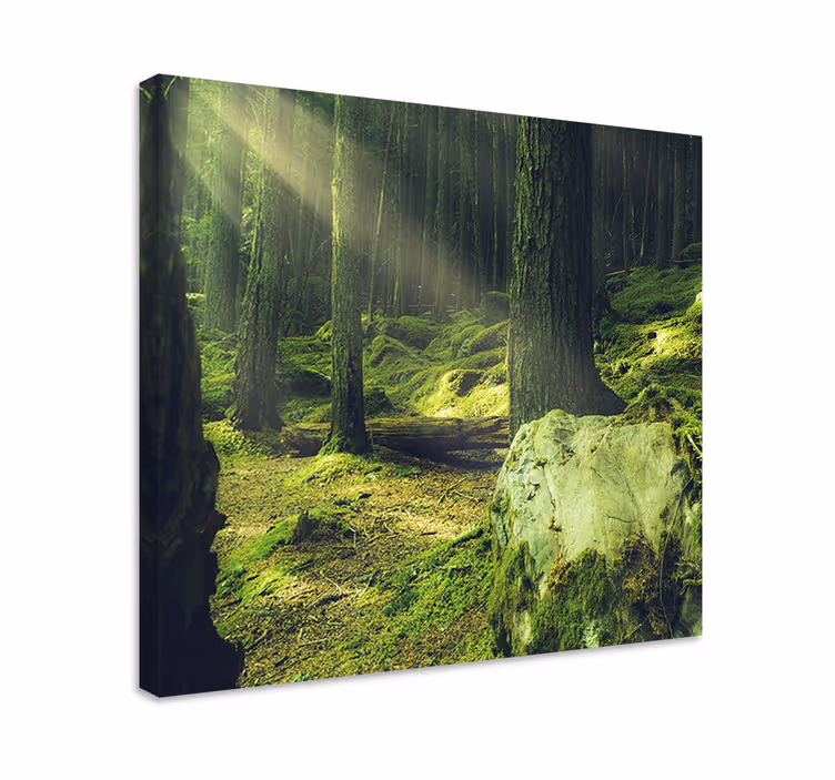 Tree canvas wall art sunlit forest path - TenStickers