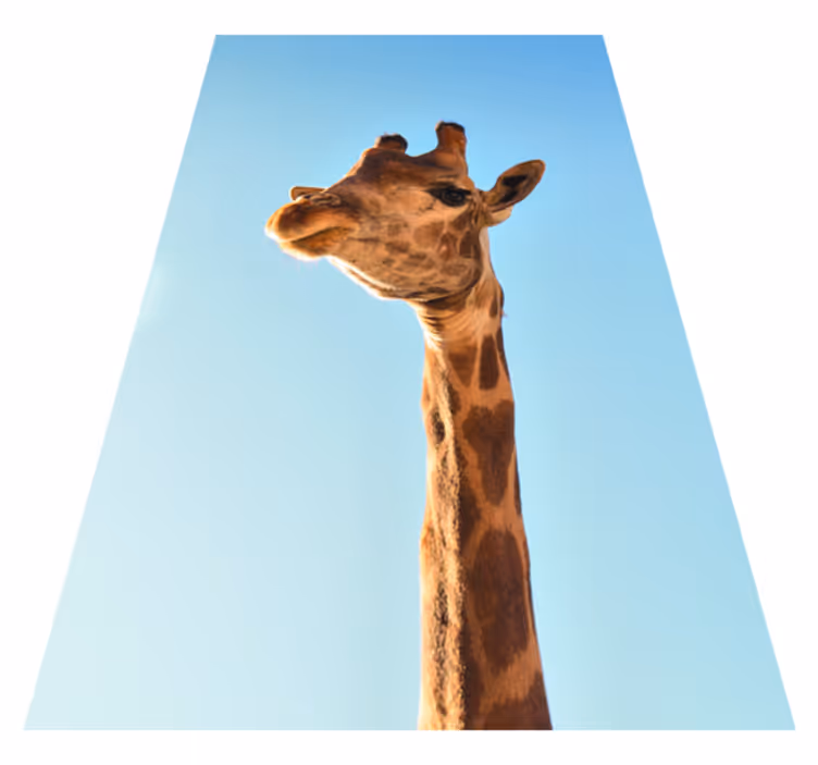 Giraffe headshot animal vinyl carpet - TenStickers