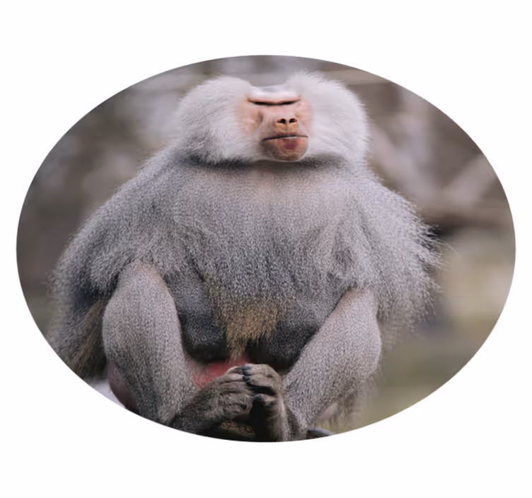 Baboons Sitting Calmly animal vinyl carpet - TenStickers