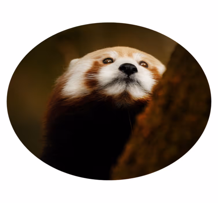 Red fox portrait animal vinyl carpet - TenStickers