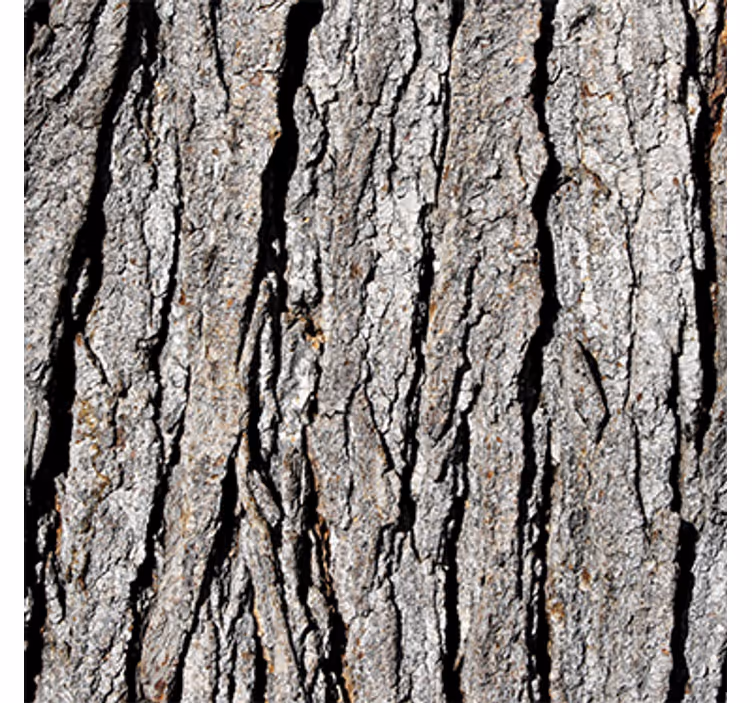 Wood feature wallpaper realistic trunk design - TenStickers