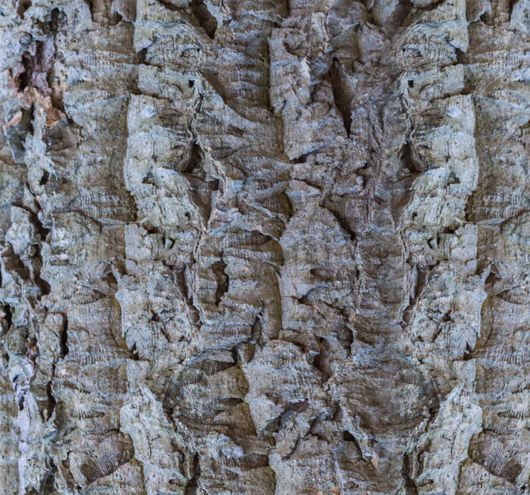 Bark Texture wood feature wallpaper - TenStickers