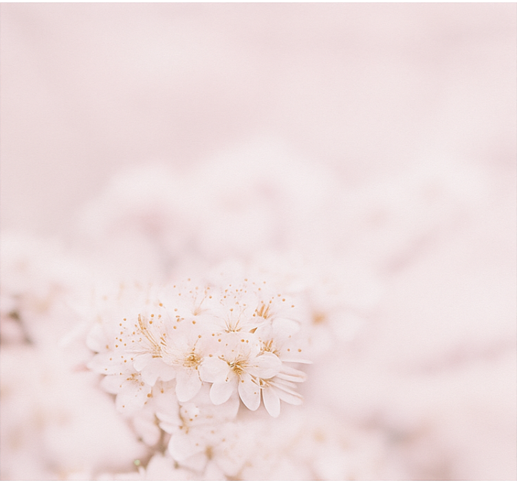 Delicate cherry blossoms blind master bedroom - TenStickers