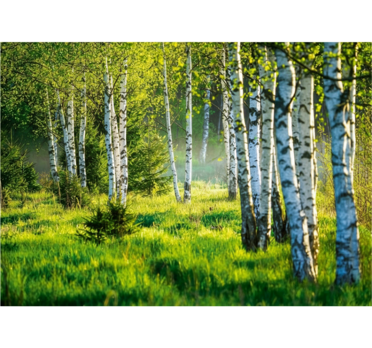 Blind trees birch grove contemporary - TenStickers