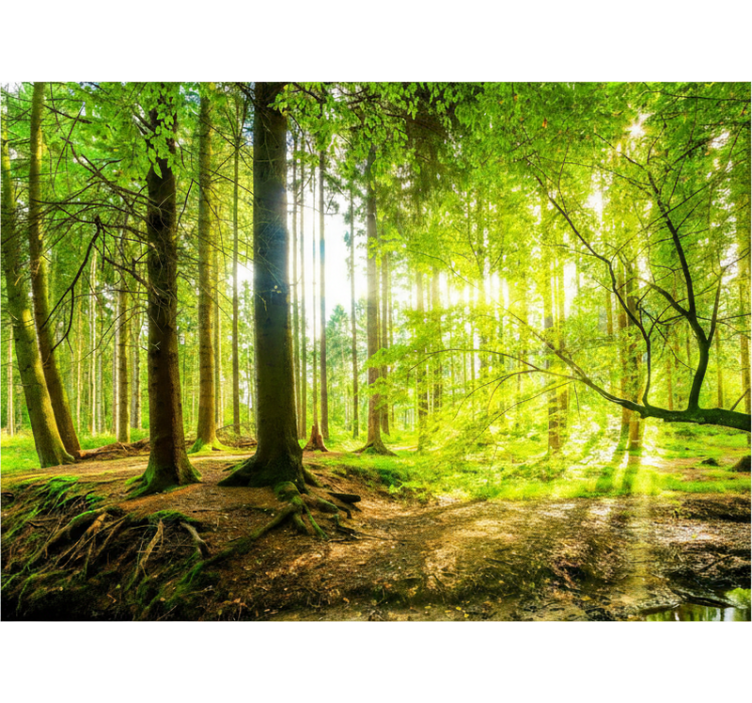 Blind trees in verdant mountain valley - TenStickers