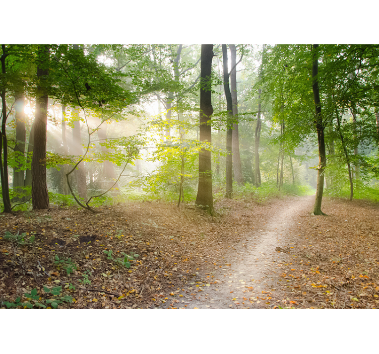 Living room blind forest path serenity - TenStickers