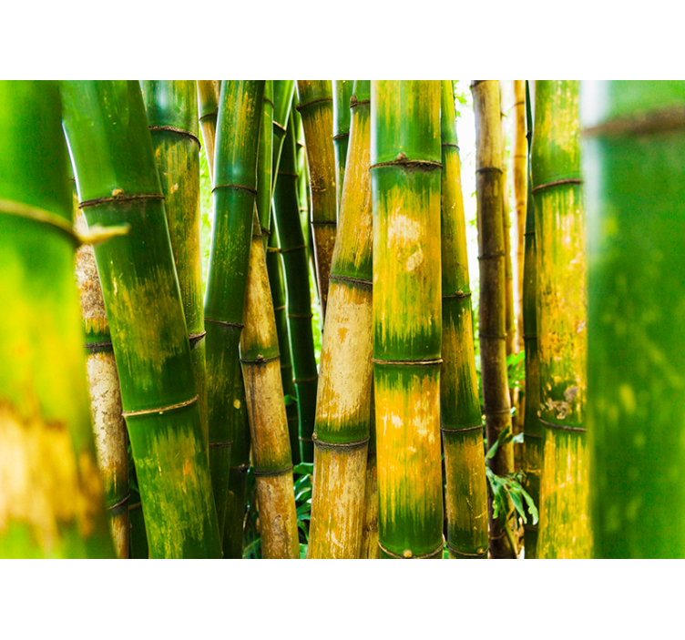 Green roller blind bamboo forest scene - TenStickers