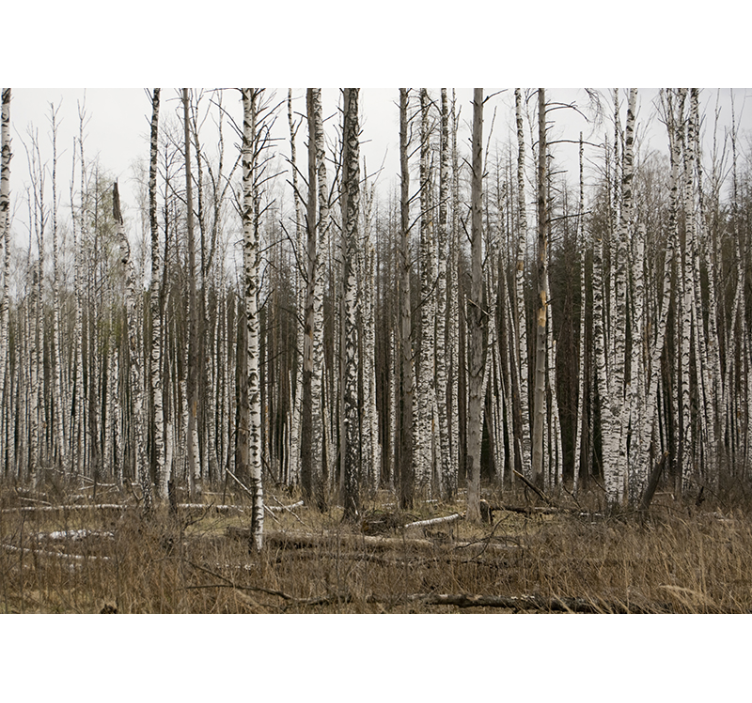 Living room blind gray birch forest - TenStickers